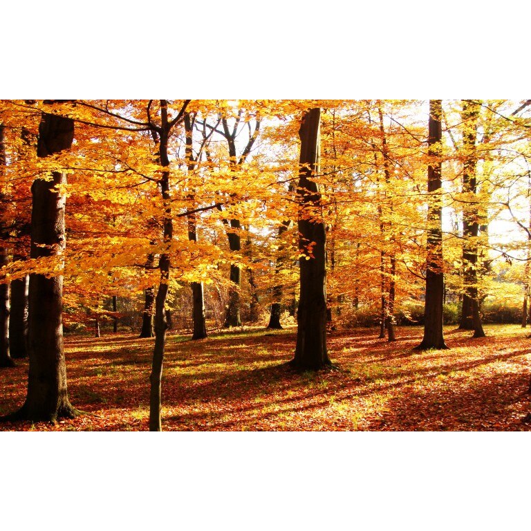 Tablou canvas Peisaj 69, 100x70 cm