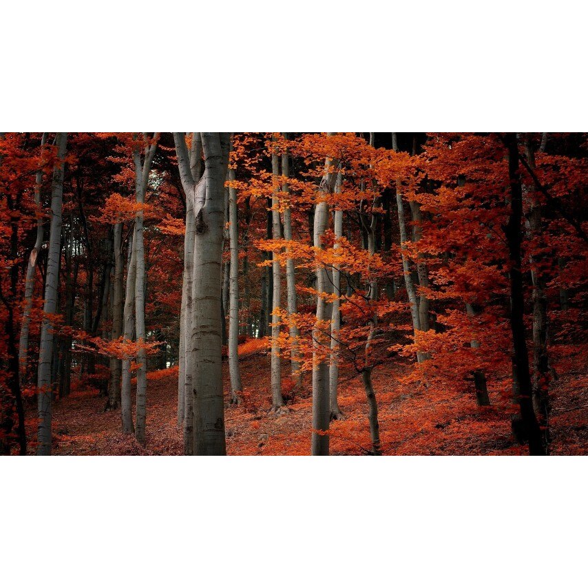 Tablou canvas Peisaj 192, 100x70 cm