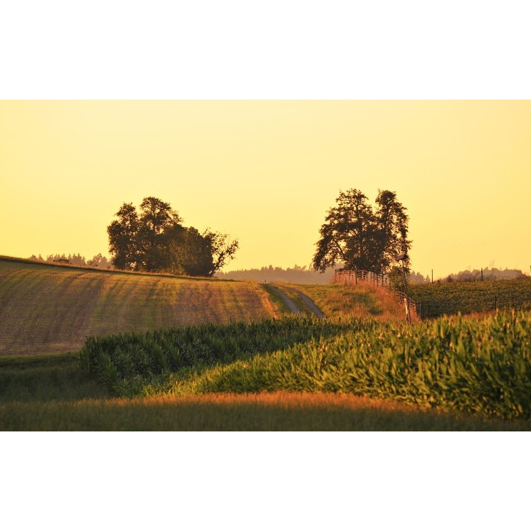 Tablou canvas Peisaj 199, 50x90 cm