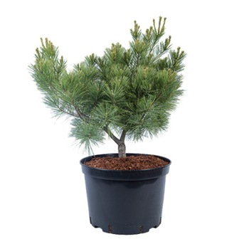 Pin altoit - Pinus Strobus Minima - diametru 40 - 50 cm Pin altoit - Pinus Strobus Minima - diametru 40 - 50 cm