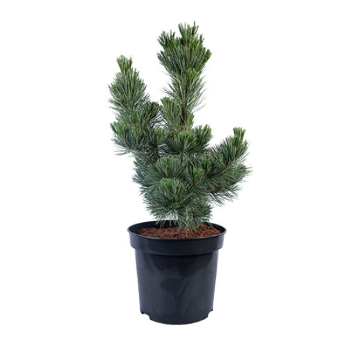 Pin altoit - Pinus Cembra Select Eschrich 60 - 80 cm