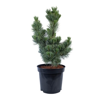 Pin altoit - Pinus Cembra Select Eschrich 60 - 80 cm Pin altoit - Pinus Cembra Select Eschrich 60 - 80 cm