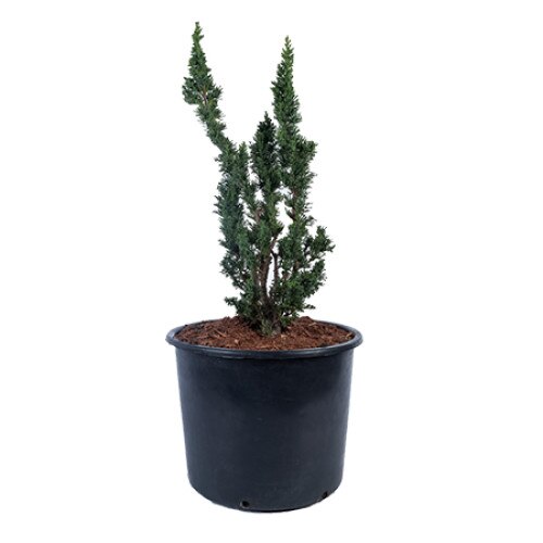 Chiparos - Chamaecyparis Lawsoniana Wissel's Saguaro 40 - 60 cm