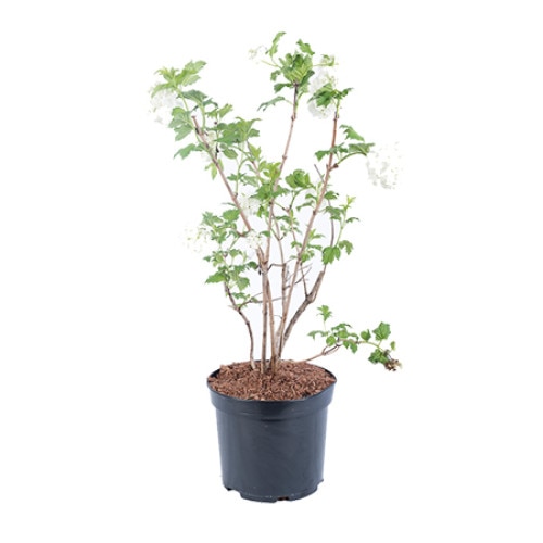 Calin - Viburnum Opulus Roseum 80-100 cm