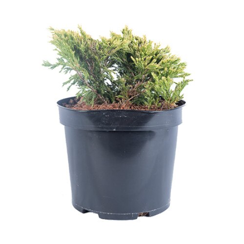 Ienupar - Juniperus Horizontalis Limeglow - diametru 20 - 30 cm