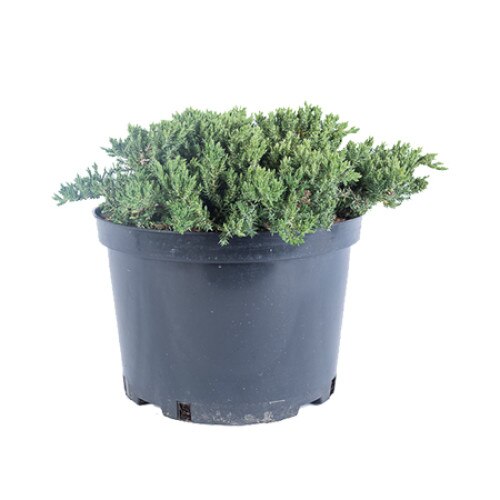 Ienupar - Juniperus Procumbens Nana - diametru 30 - 40 cm