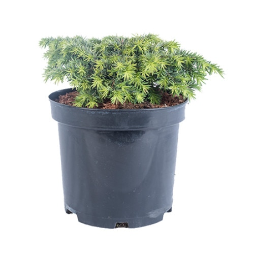 Tsuga -Tsuga Canadensis Jeddeloh - diametru 20 - 30 cm