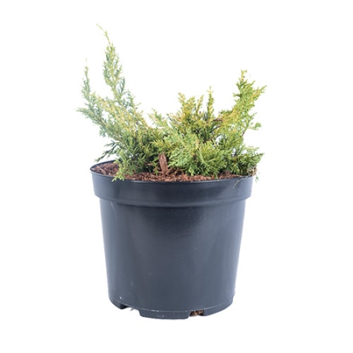 Ienupar - Juniperis Chinensis Plumosa Aurea - diametru 20 - 30 cm