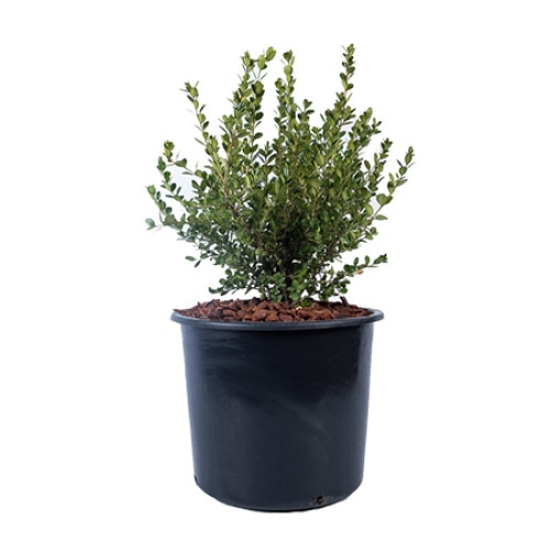 Buxus - Buxus Microphylla Faulkner - diametru 30 - 40 cm