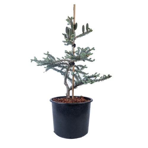 Brad - Abies Koreana Horstmann's Silberlocke 40 - 60 cm