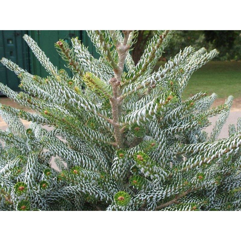 Brad - Abies Koreana Horstmann's Silberlocke 40 - 60 Cm - EMAG.ro