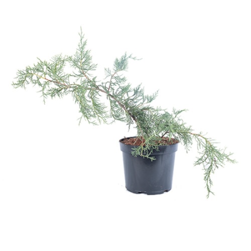 Ienupar - Juniperus x Media Pfitzeriana - diametru 40 - 60 cm