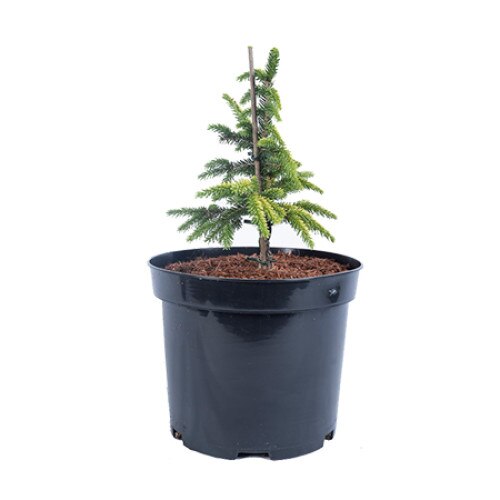 Molid - Picea Orientalis Early Gold 20 - 30 cm