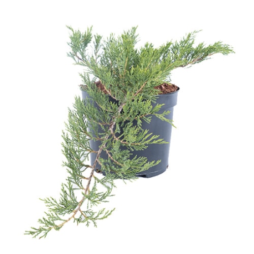 Ienupar - Juniperus Sabina Broadmoor - diametru 40 - 60 cm