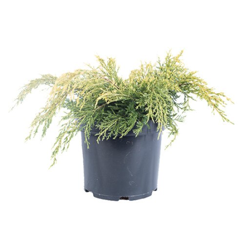 Ienupar - Juniperus x Pfitzeriana King of Spring - diametru 30 - 40 cm
