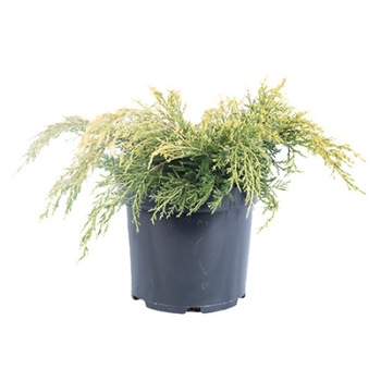 Ienupar - Juniperus x Pfitzeriana King of Spring - diametru 30 - 40 cm Ienupar - Juniperus x Pfitzeriana King of Spring - diametru 30 - 40 cm
