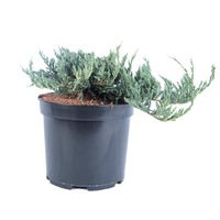 ienupar - juniperus horizontalis blue chip 30 - 40 cm imagen 59_0_
0
