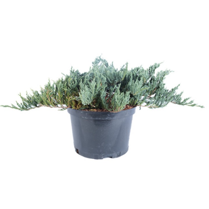 Ienupar - Juniperus Horizontalis Blue Chip 50 - 60 cm