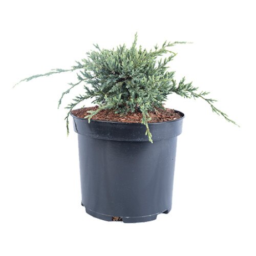 Ienupar - Juniperus Squamata Holger - diametru 20 - 30 cm