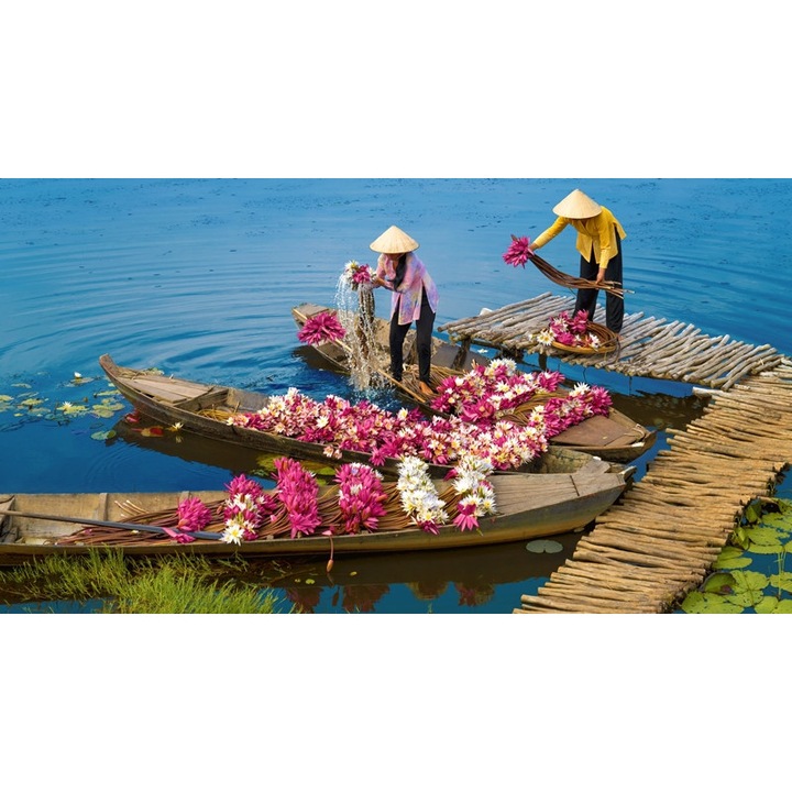 Tablou Canvas, Water Lilies Flower, Dimensiune 95 x 65 cm, Rama Lemn, Multicolor