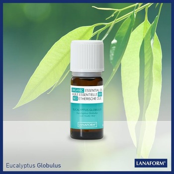 Ulei esential organic cu aroma de eucalipt, 100% organic, expectorant si decongestionant Ulei esential organic cu aroma de eucalipt, 100% organic, expectorant si decongestionant