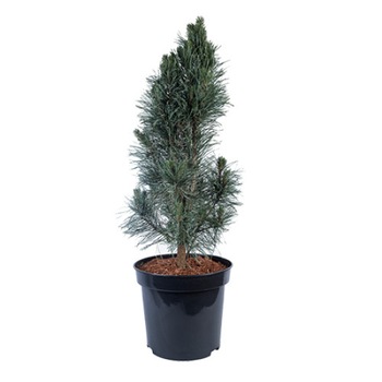 PIn altoit - Pinus Sylvestris Fastigiata 80 - 100 cm PIn altoit - Pinus Sylvestris Fastigiata 80 - 100 cm