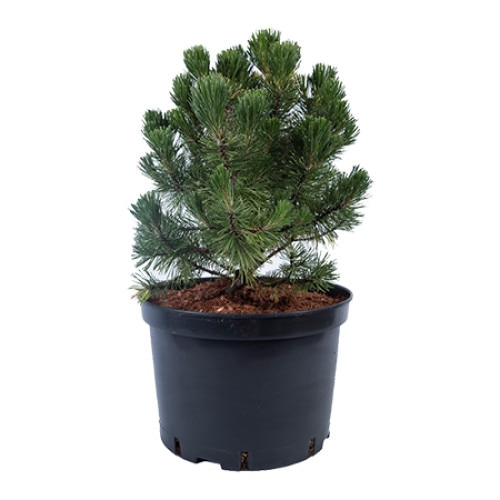 Pin altoit - Pinus Mugo Winter Gold - diametru 30 - 40 cm