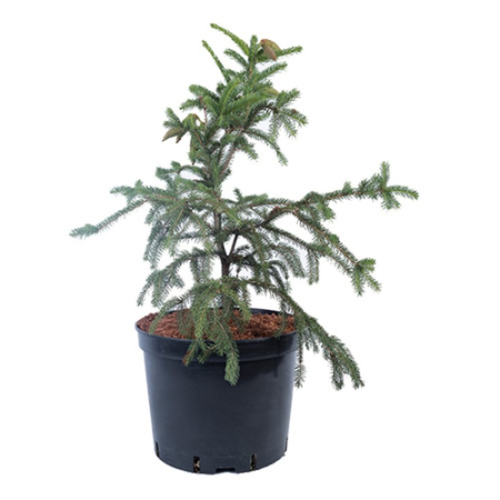 Molid altoit - Picea Abies Acrocona 40 - 60 cm