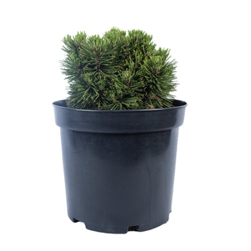 Pin altoit - Pinus Leucodermis Schmidtii - diametru 20 - 30 cm