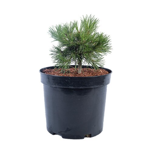 Pin altoit - Pinus Sylvestris Isaszeg 20 - 30 cm