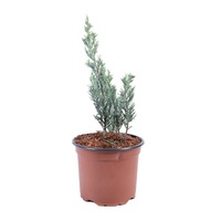 ienupar - juniperus scopulorum moonglow 30 - 40 cm imagen 56_0_
0
