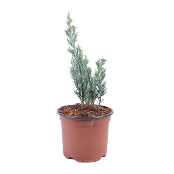 Ienupar - Juniperus Scopulorum Moonglow 30 - 40 cm Ienupar - Juniperus Scopulorum Moonglow 30 - 40 cm