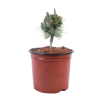 Pin altoit - Pinus Mugo Winter Gold 20 - 30 cm Pin altoit - Pinus Mugo Winter Gold 20 - 30 cm