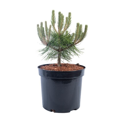 Pin altoit - Pinus Densiflora Low Glow 30 - 40 cm