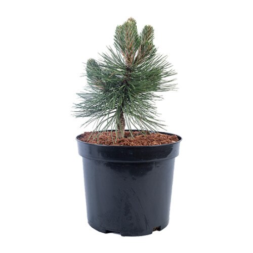 Pin altoit - Pinus Nigra Helga 30 - 40 cm