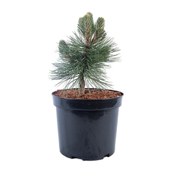 Pin altoit - Pinus Nigra Helga 30 - 40 cm Pin altoit - Pinus Nigra Helga 30 - 40 cm