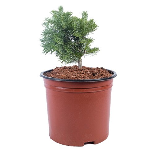 Brad altoit - Abies Lasiocarpa Green Globe - diametru 10 -20 cm