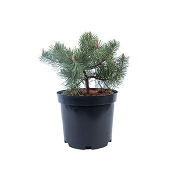 Pin altoit - Pinus Sylvestris Repens - diametru 30 - 40 cm Pin altoit - Pinus Sylvestris Repens - diametru 30 - 40 cm