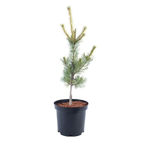 Pin altoit - Pinus Flexilis Pygmaea 40 - 60 cm