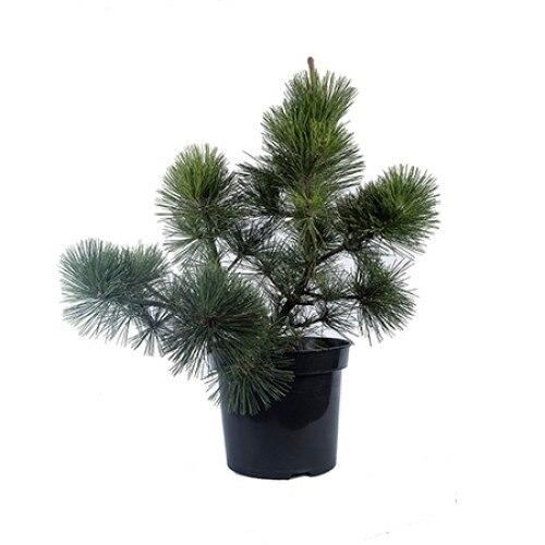 Pin altoit - Pinus Thunbergii Thunderhead - diametru 60 - 80 cm