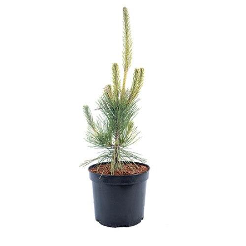 Pin altoit - Pinus Thunbergii Ogon 40 - 60 cm