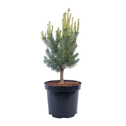Pin altoit - Pinus Sylvestris Saxatilis 40 - 60 cm