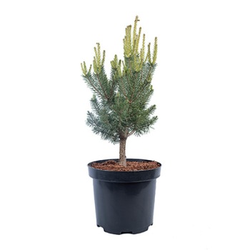 Pin altoit - Pinus Sylvestris Saxatilis 40 - 60 cm Pin altoit - Pinus Sylvestris Saxatilis 40 - 60 cm