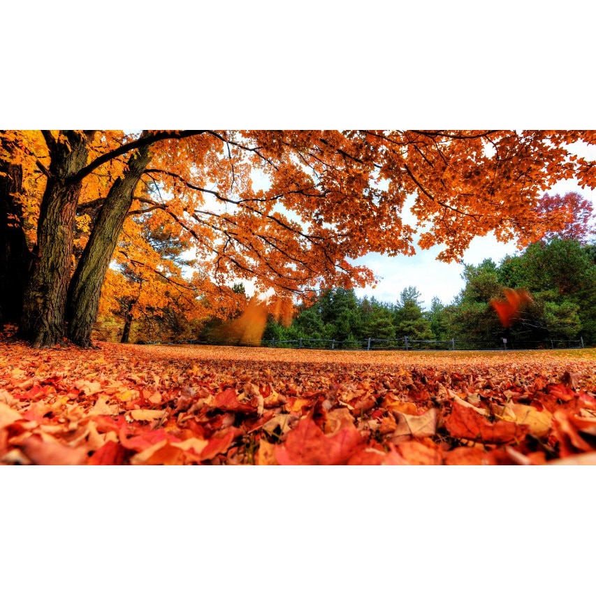 Tablou canvas Peisaj 294, 50x35 cm