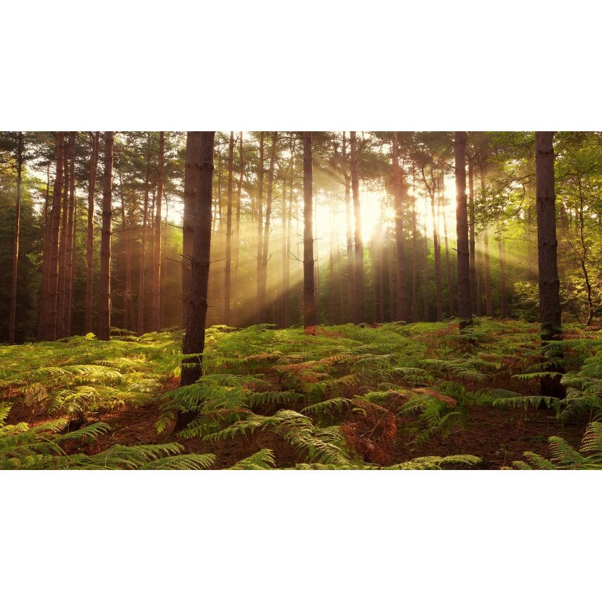 Tablou canvas Peisaj 201, 50x35 cm