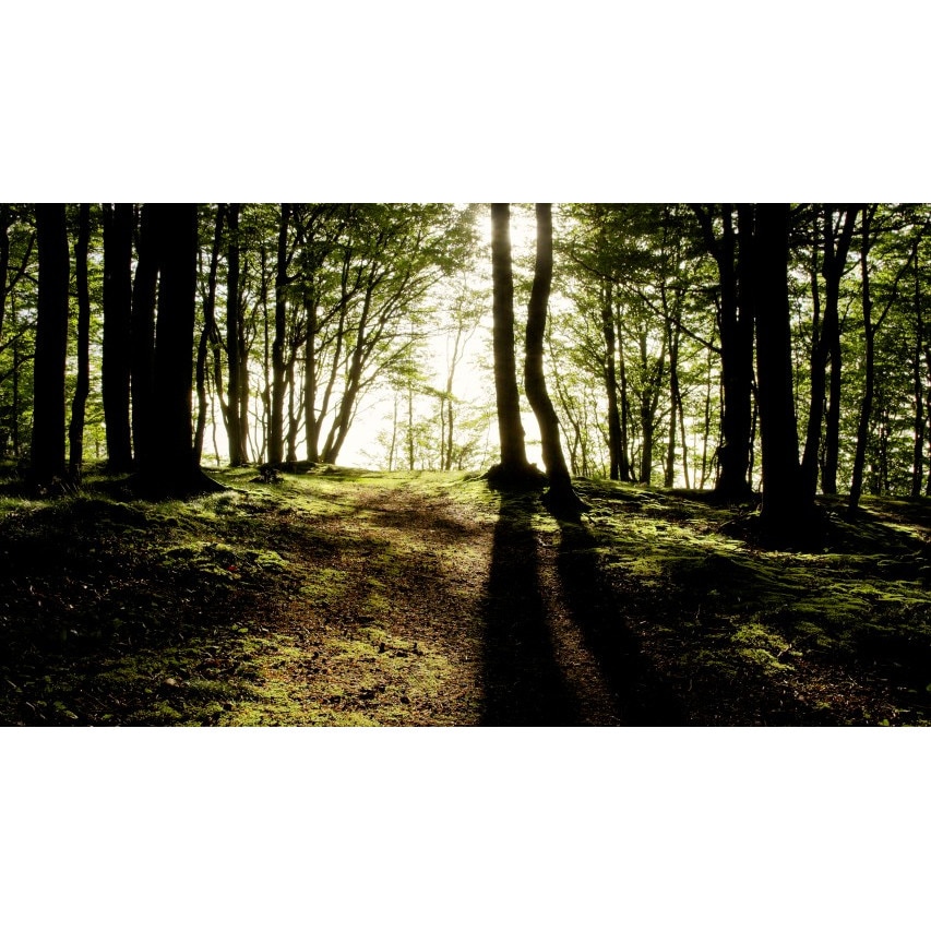 Tablou canvas Peisaj 320, 100x70 cm