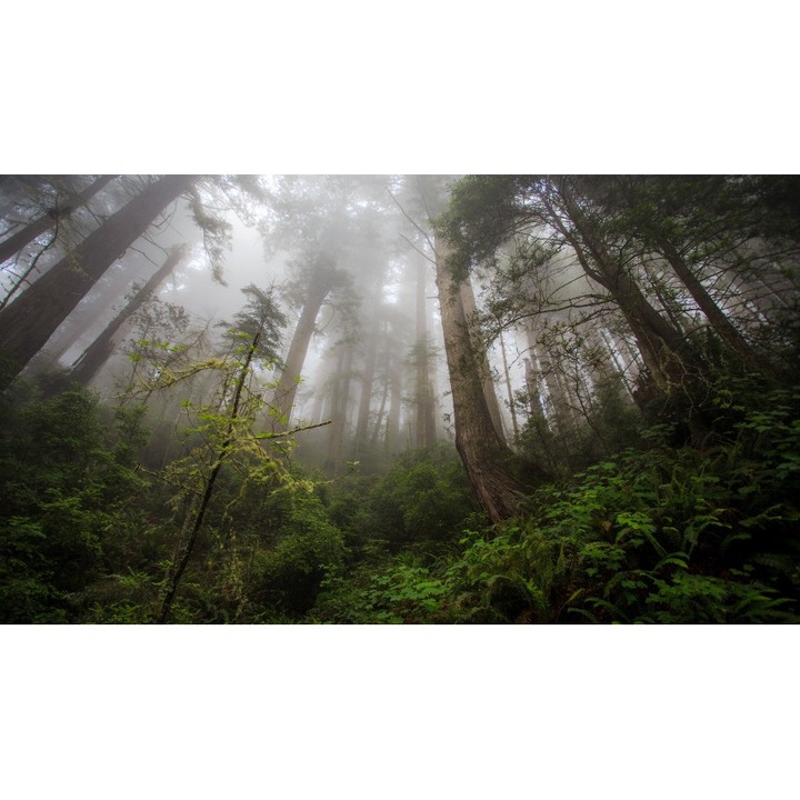 Tablou canvas Peisaj 297,40x30 cm