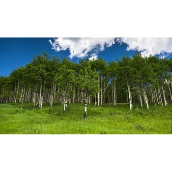 Tablou canvas Peisaj 380, 75x50 cm Tablou canvas Peisaj 380, 75x50 cm