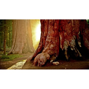 Tablou canvas Peisaj 216, 50x90 cm Tablou canvas Peisaj 216, 50x90 cm