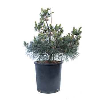 Pin altoit - Pinus Strobus Macopin 60 - 80 cm Pin altoit - Pinus Strobus Macopin 60 - 80 cm